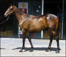 Colt by Storm Cat out of Rings A Chime