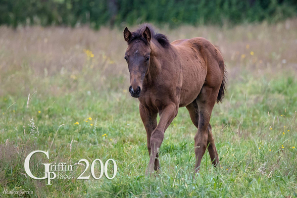 200 - Dads Caps colt selling with the dam, Sea of Red